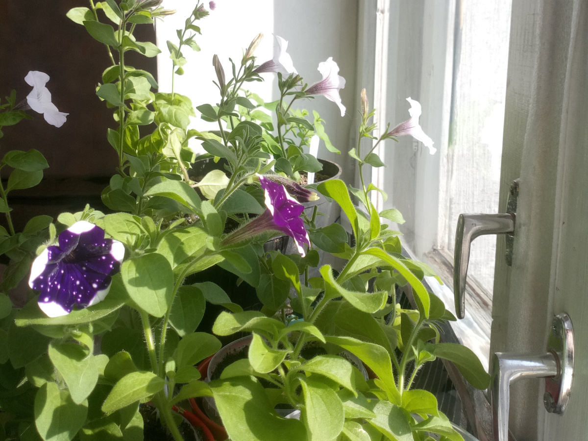 Ледяное небо