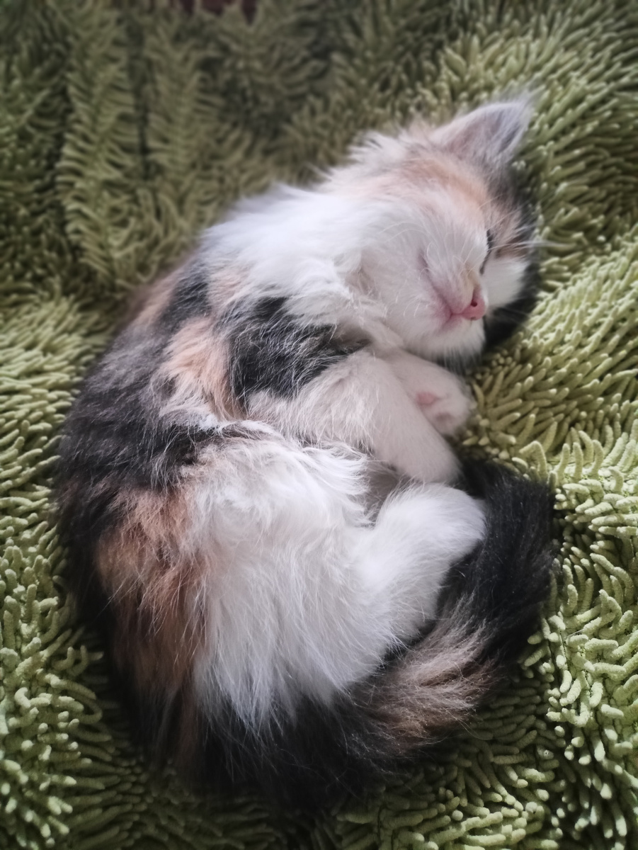 В первое время Пега очень любила спать на этой маленькой зелёной подушечке