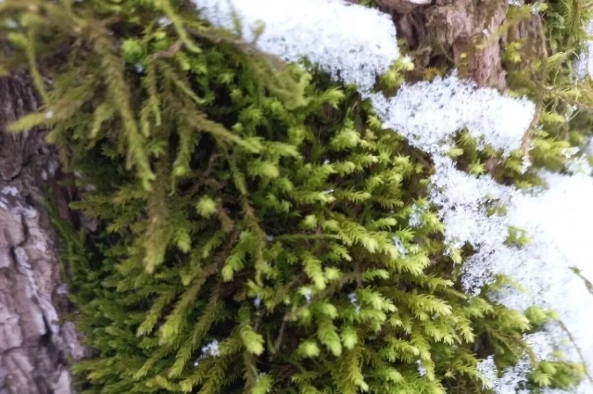    Тульские биологи нашли редкий мох, занесённый в Красную книгу