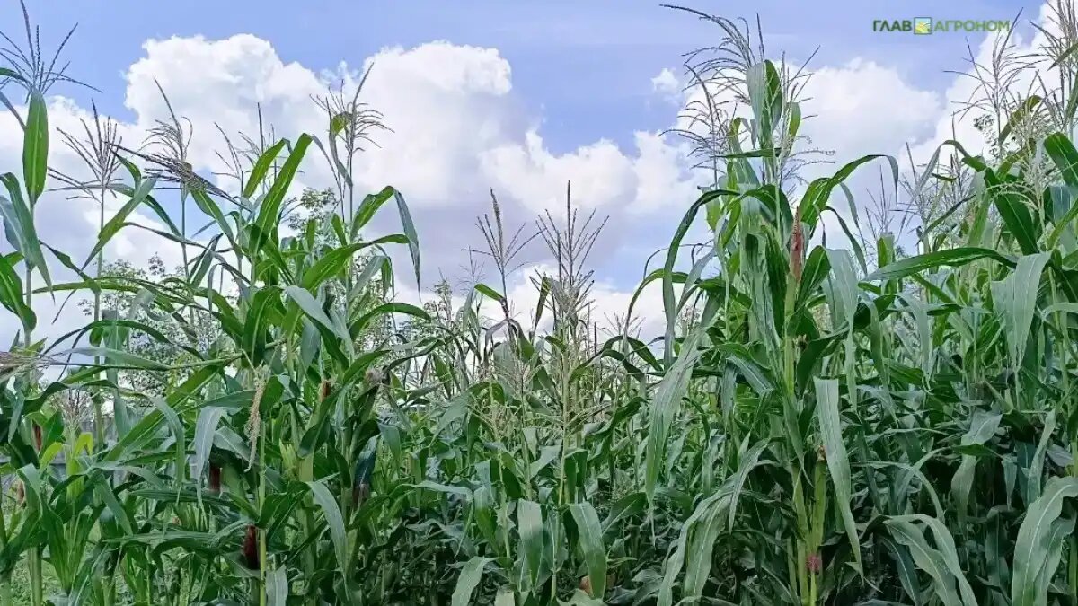 Фото:© Владимир Исаенко / Glavagronom.ru
Биологические методы борьбы и контроля с использованием микроорганизмов становятся все более важным инструментом контроля вредителей и болезней растений