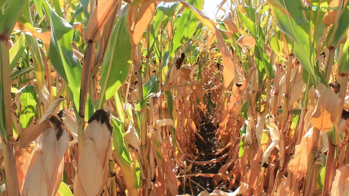 Фото:© Владимир Исаенко / Glavagronom.ru
Биологические методы борьбы и контроля с использованием микроорганизмов становятся все более важным инструментом контроля вредителей и болезней растений