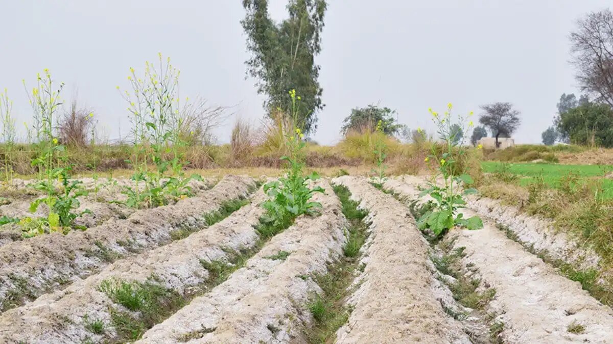 Фото:milesight-iot.com
Согласно статье «Почвенные ресурсы России – современные вызовы», 79% солонцов или щелочно-глинистых дифференцированных почв используются в сельском хозяйстве