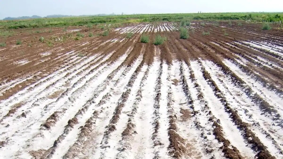 Фото:biosaline.org
Поскольку соли в почвенном растворе присутствуют в виде ионов, общее содержание солей считается суммой различных катионов и анионов в почвенном растворе