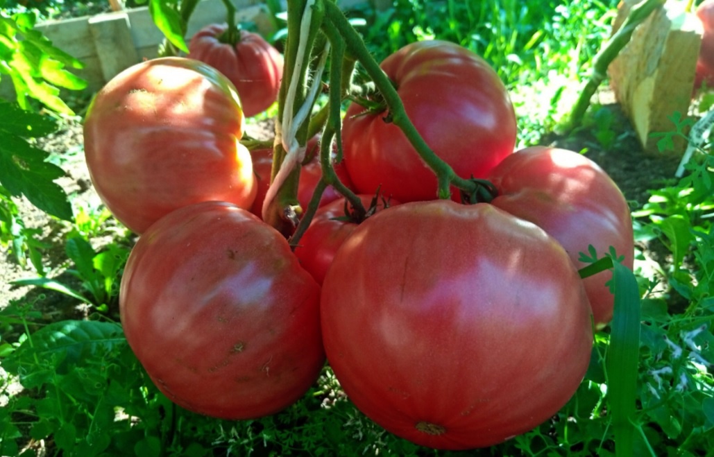 "Батяня" — имеет высокую устойчивость к фитофторе