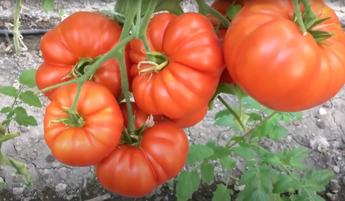 Одним из самых эффективных способов борьбы с фитофторой является выбор устойчивых к этому заболеванию сортов томатов