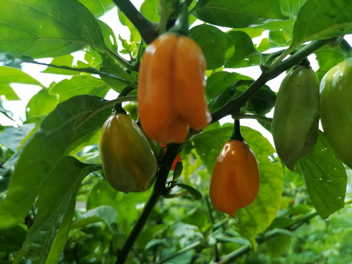 Хабанеро желтый в открытом грунте Сибири дал плоды только на второе лето, фото автора