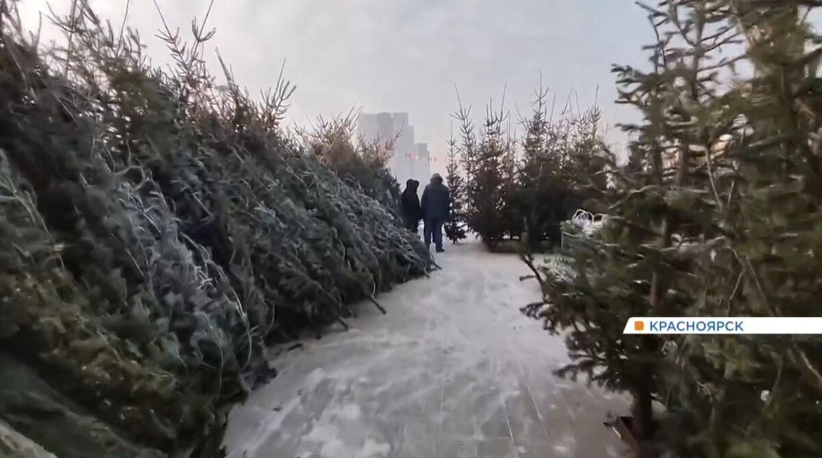     Елочный ажиотаж: красноярцы массово устремились на базары за елками