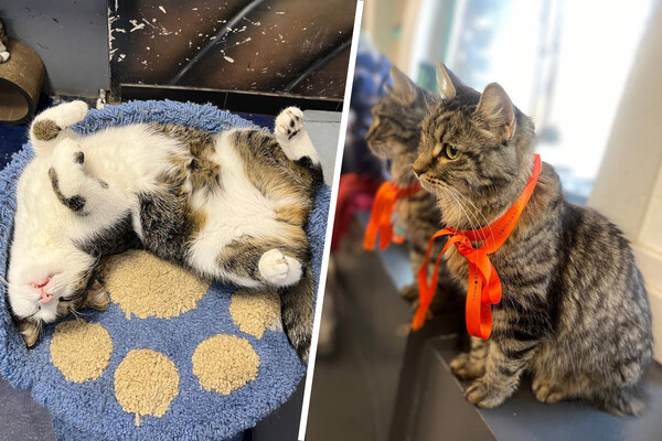 Анна Кондратьева 