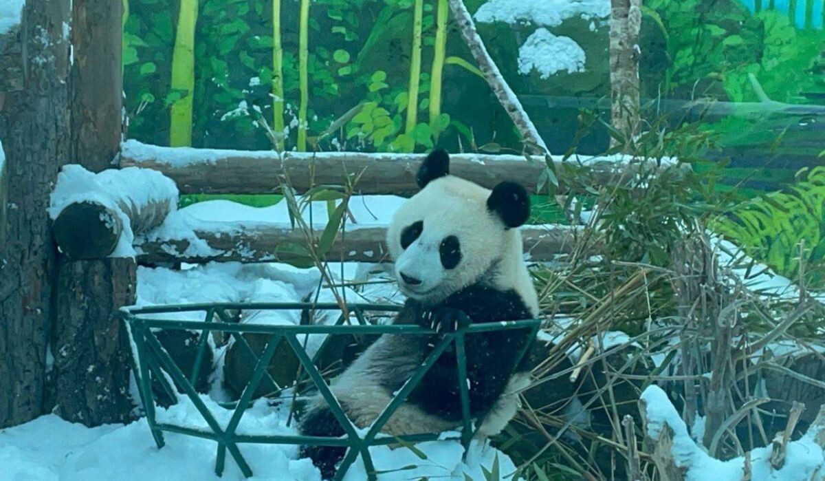     Катюша. Источник: t.me/svetlanaakulova1 Автор фото: Светлана Акулова