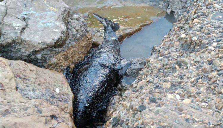 Источник новости: https://nia.eco/2024/12/20/95572/