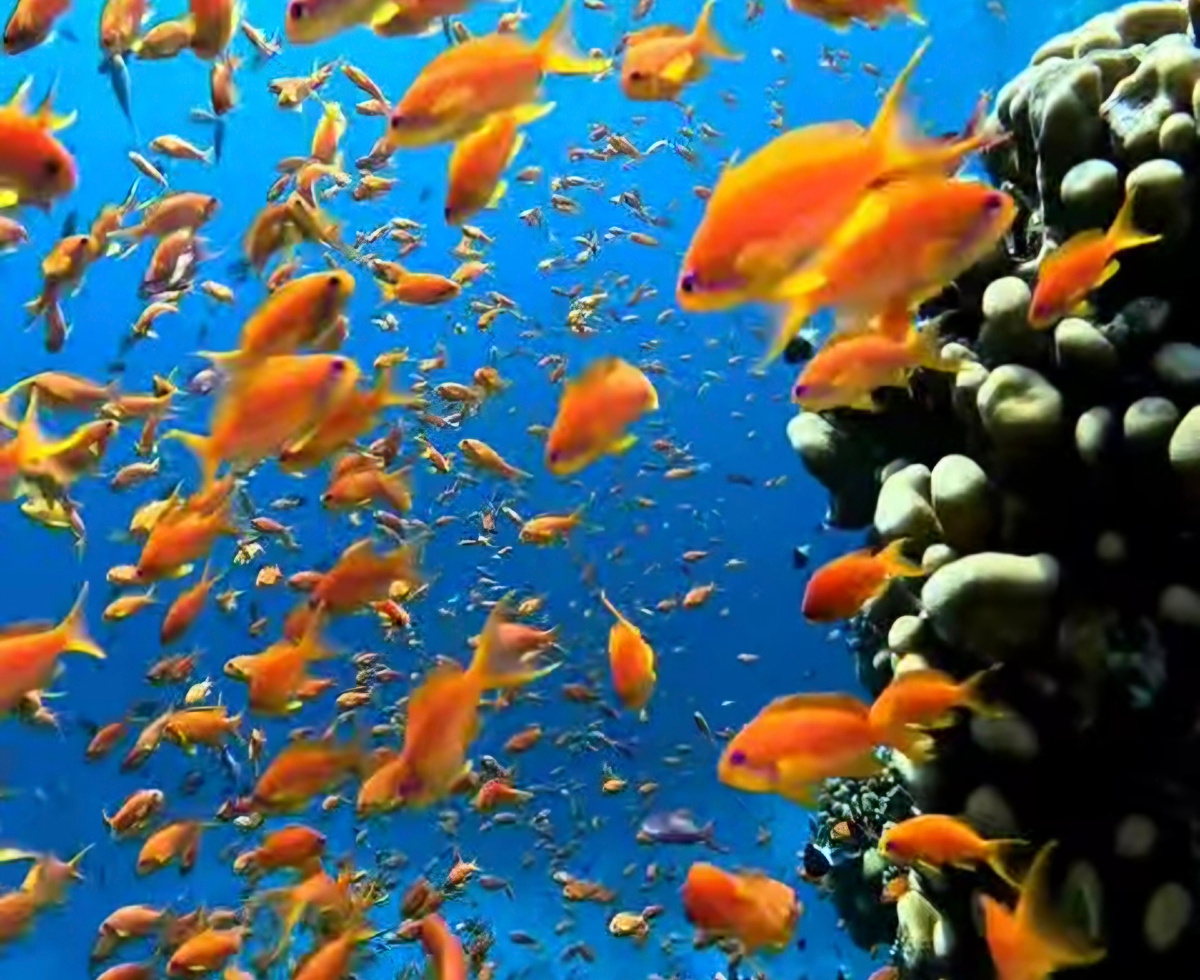 Красное море в Египте прославилось благодаря своему подводному миру