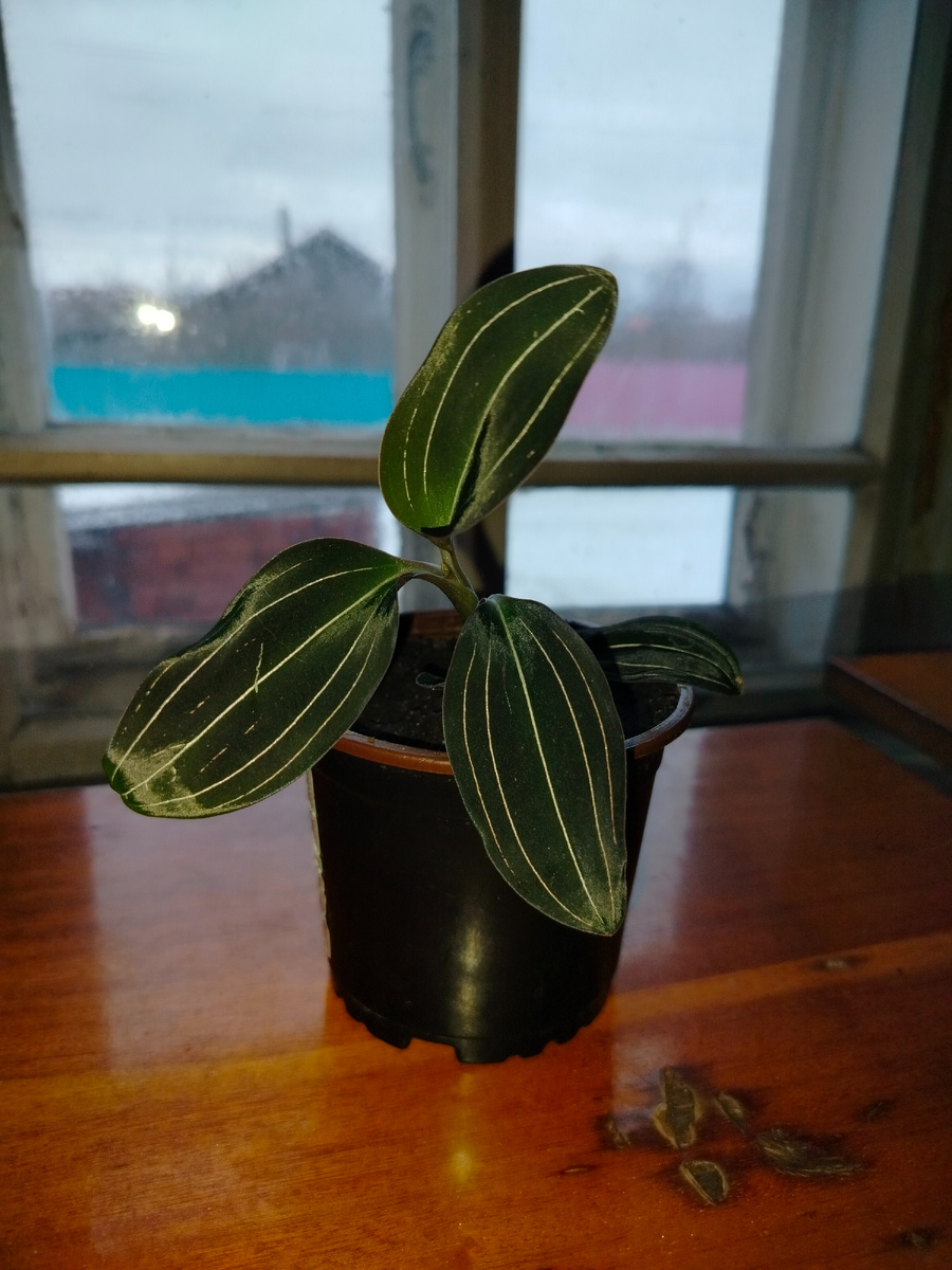 Орхидея Лудизия.