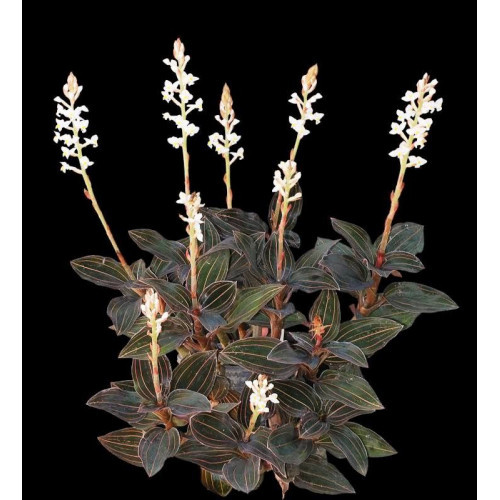 Цветущая Лудизия. Фото с просторов интернета.