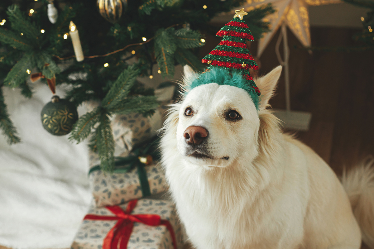 С правильным подходом ваш пес будет наслаждаться ёлкой наравне с вами