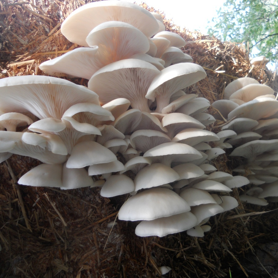 Зрелые, пепельного цвета вёшенки. собрались большим урожаем.