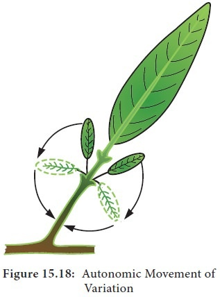 Показать список поделившихся Примерно так двигаются боковые литься десмодиума