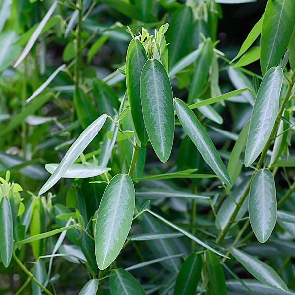 Он предпочитает хардбасс, а вы?