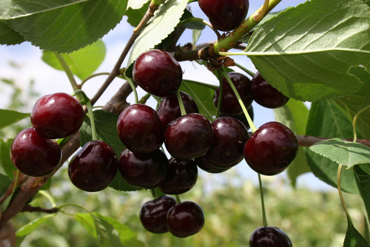  Дюки собрали в себе набор витаминов сразу обоих родителей