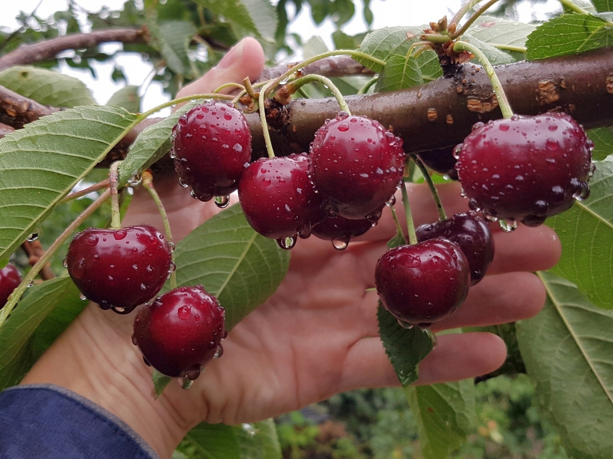  Вот это я понимаю вишня! Это сорт Дюка "Чудо Вишня"