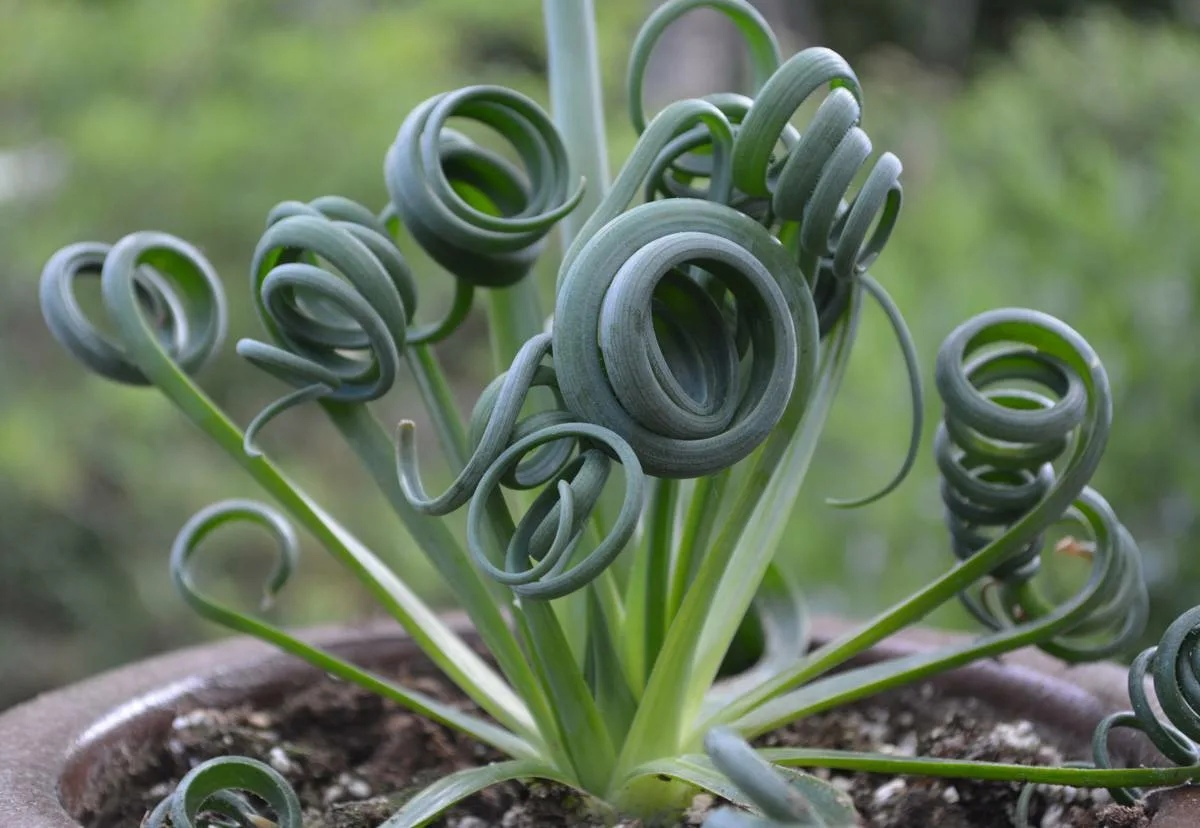 Вывернуло с подвыпедвывертом