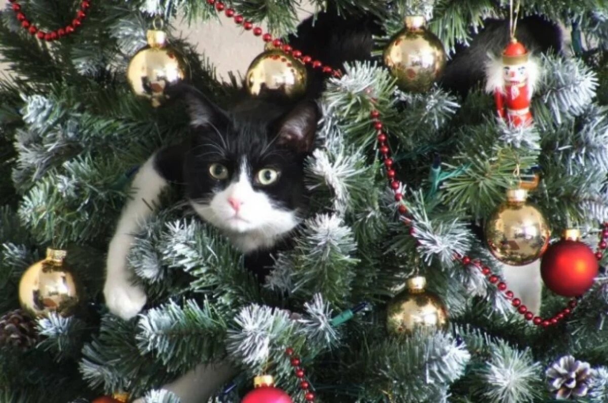    Тверские ветеринары рассказали, что новогодние украшения могут убить кошку