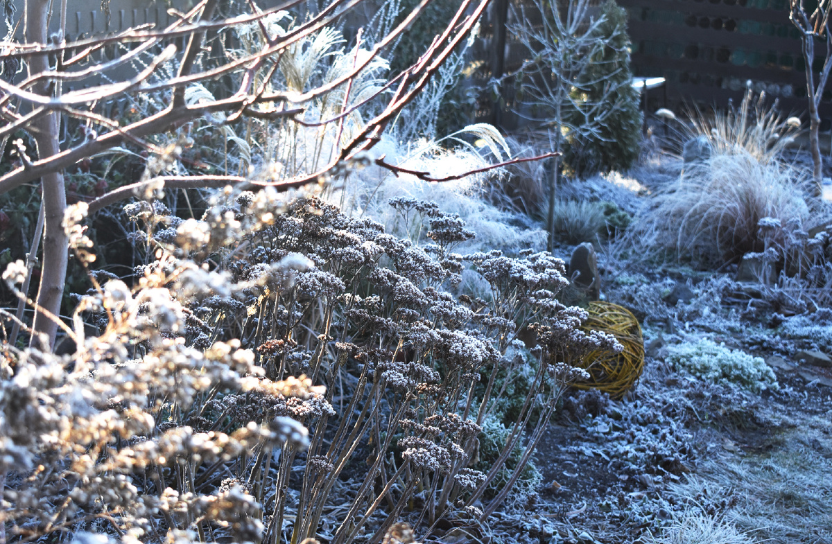 Волшебный зимний пейзаж в моем саду