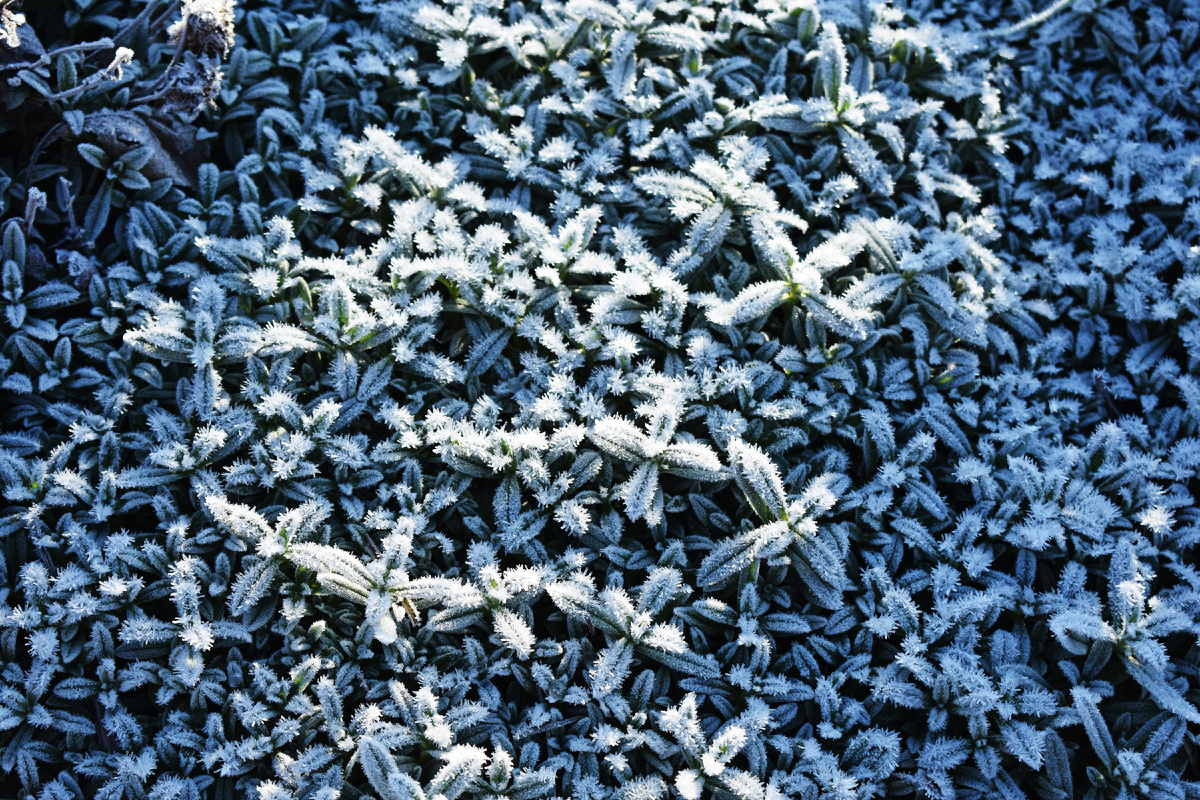 Ясколка в инее