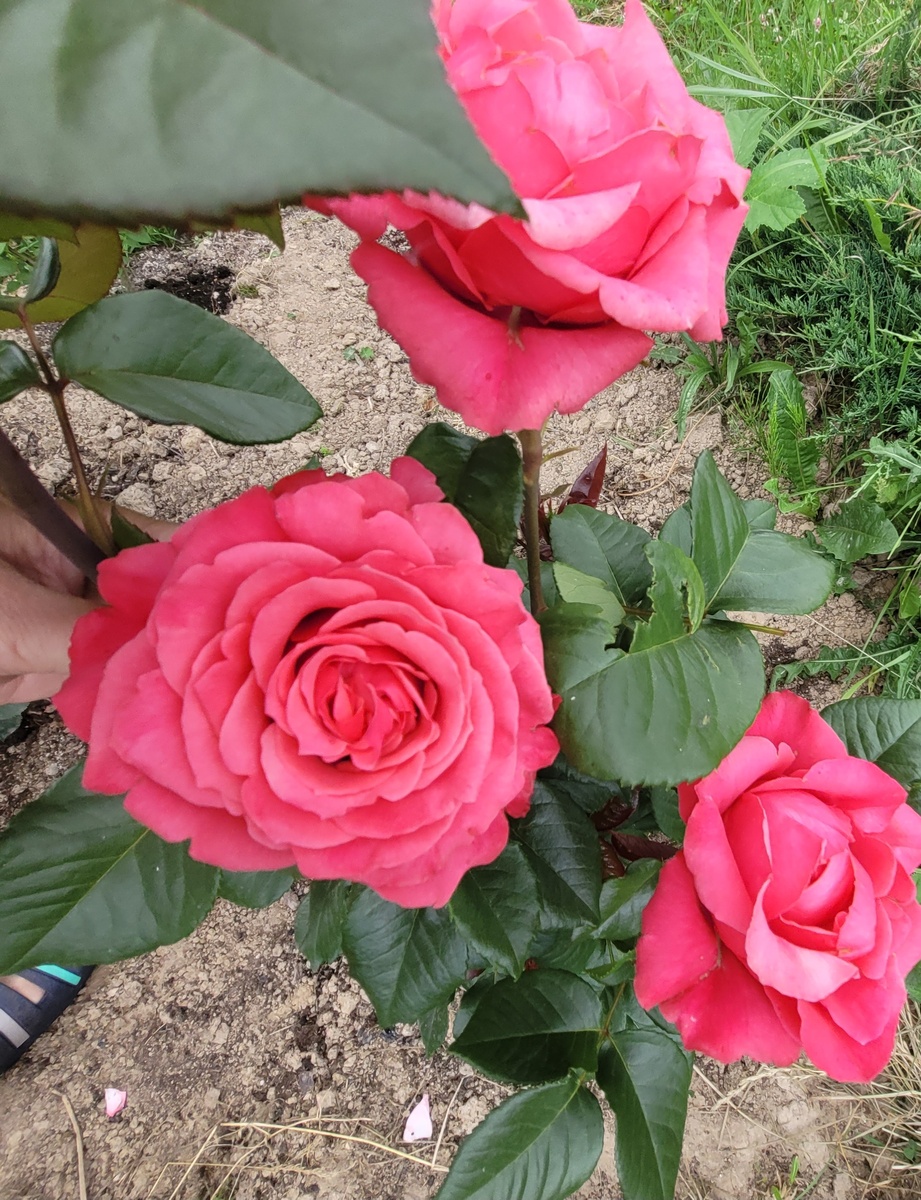 Роза Черри О. Цветение 2023 года