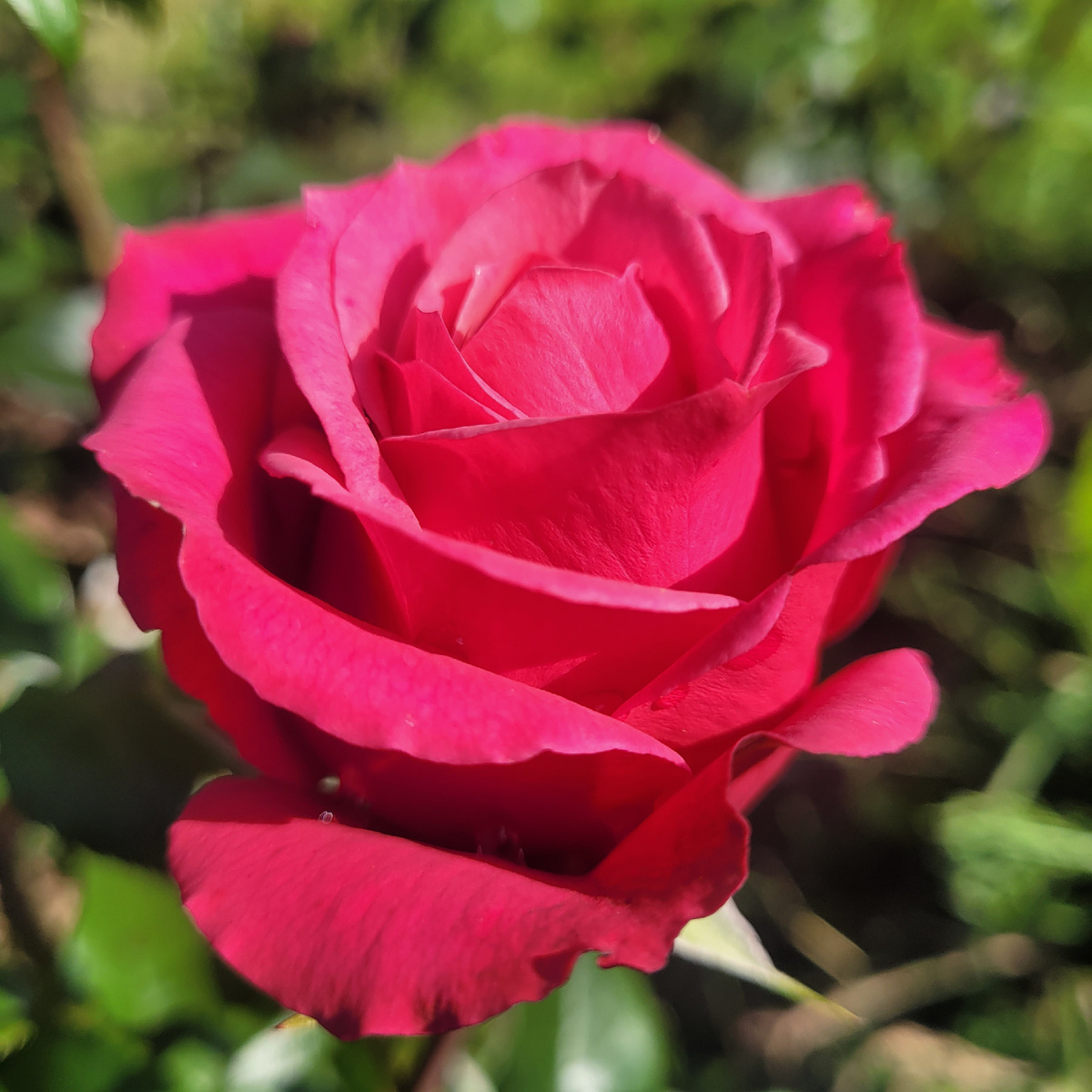 Роза Черри О. Цветение 2024 года