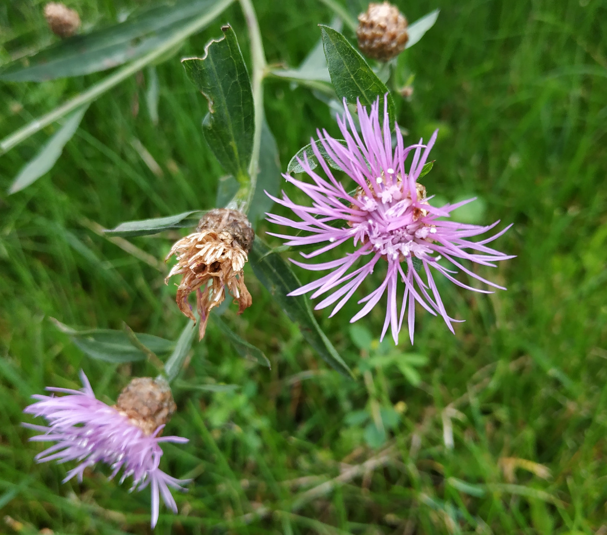 Фото моей поделки по понятным причинам не будет, но есть фото такого же немного несуразного цветка