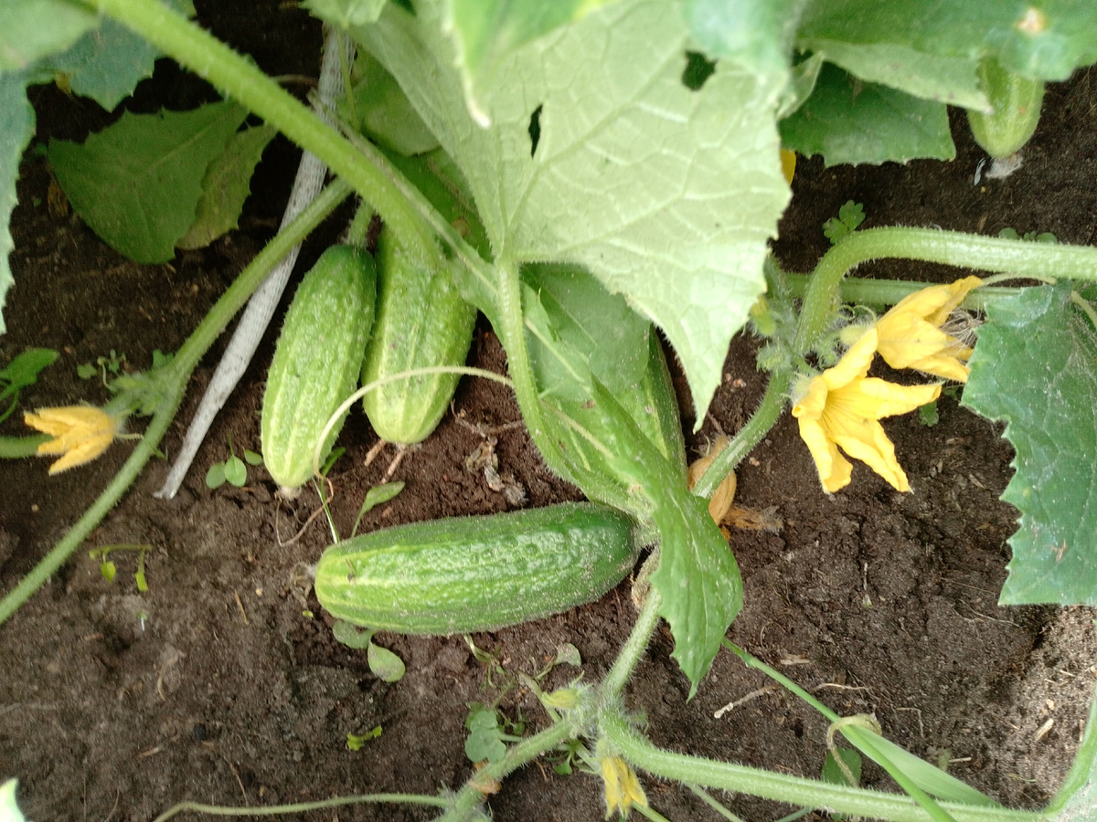 Огурец  сорта Изящный в открытом грунте.