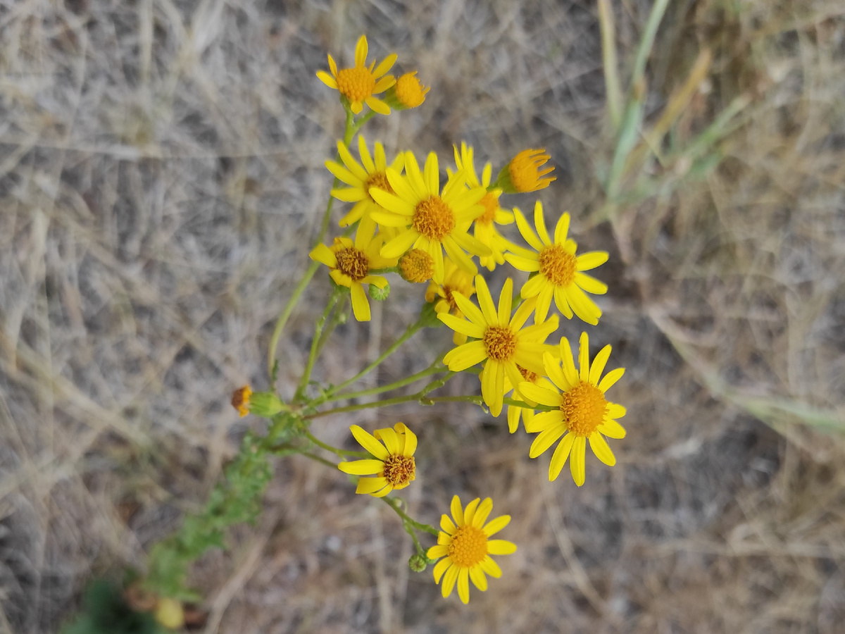 Фото автора: Якобея обыкновенная. Саратовская область. 