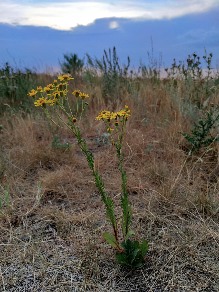 Фото автора: Якобея обыкновенная. Саратовская область
