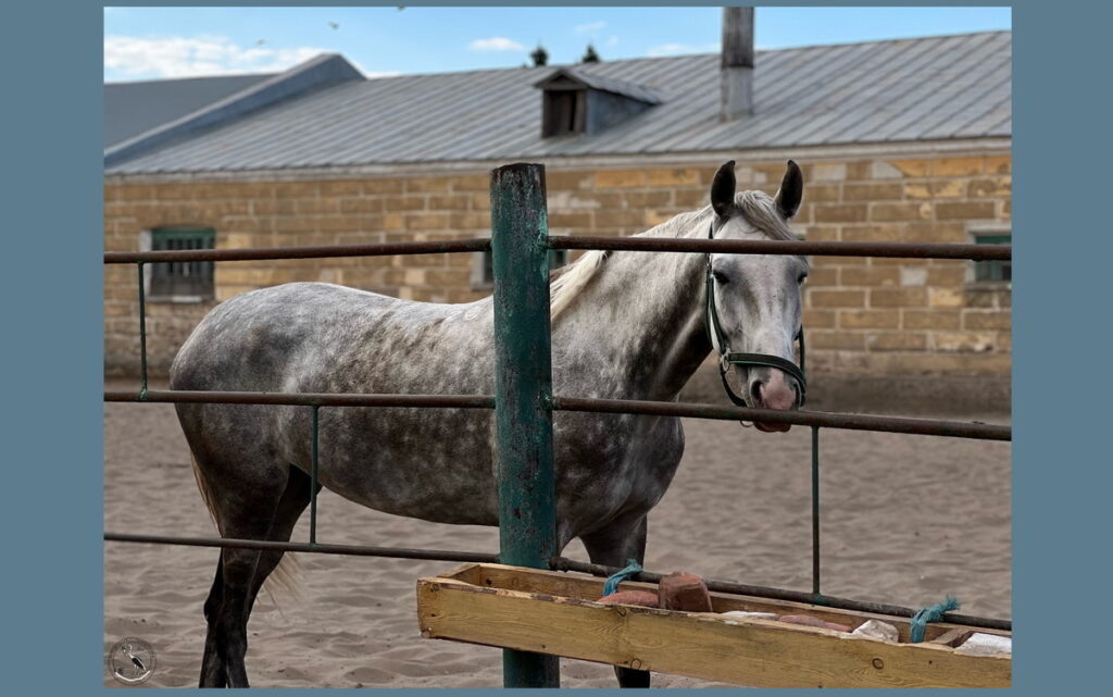    Лошадь в яблоках. Анна Власова