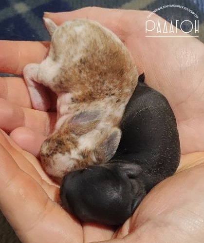 Черный - это не черный