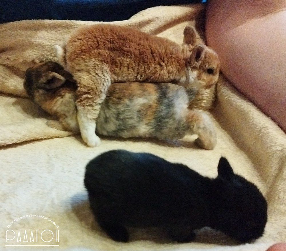 2 недели - все еще черный