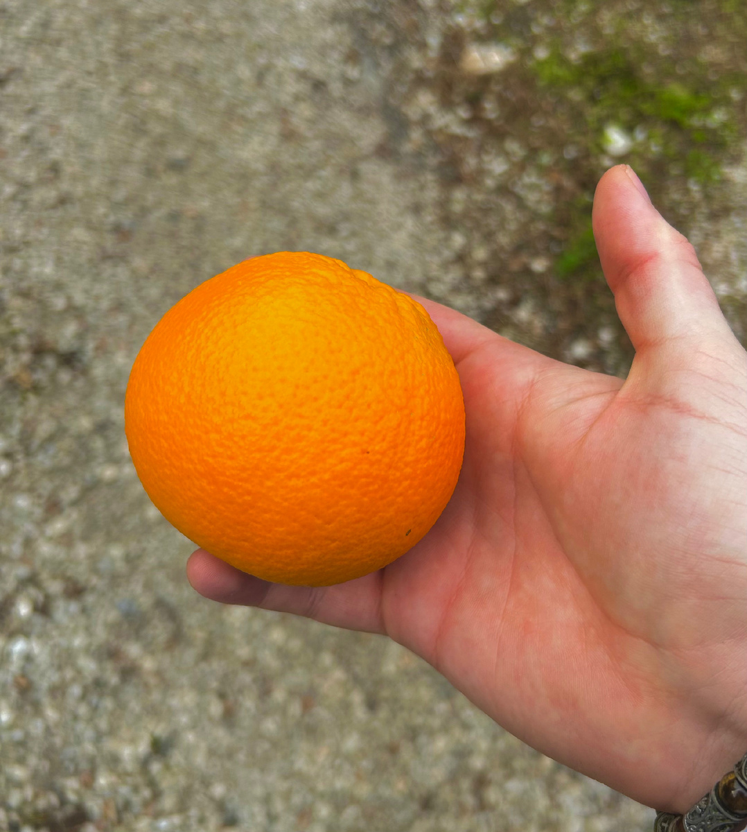 Аромат цитруса наполняет всё вокруг, заставляя захотеть кусать его ещё и ещё!