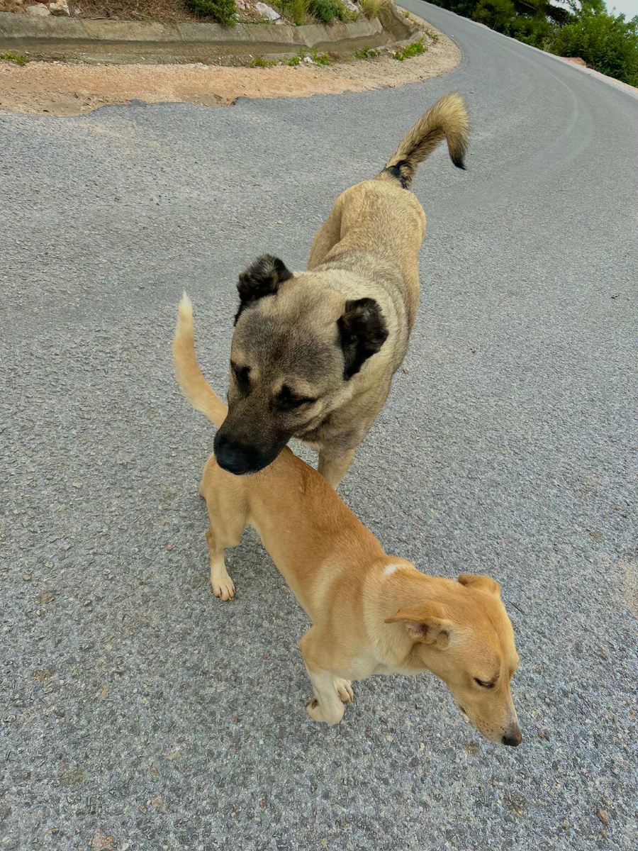 Приручил пару питомцев.