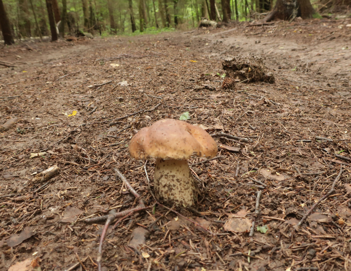 Белый на дороге; волглая колея в кадр не попала, но представьте, что она есть (фото И.Лебединского)