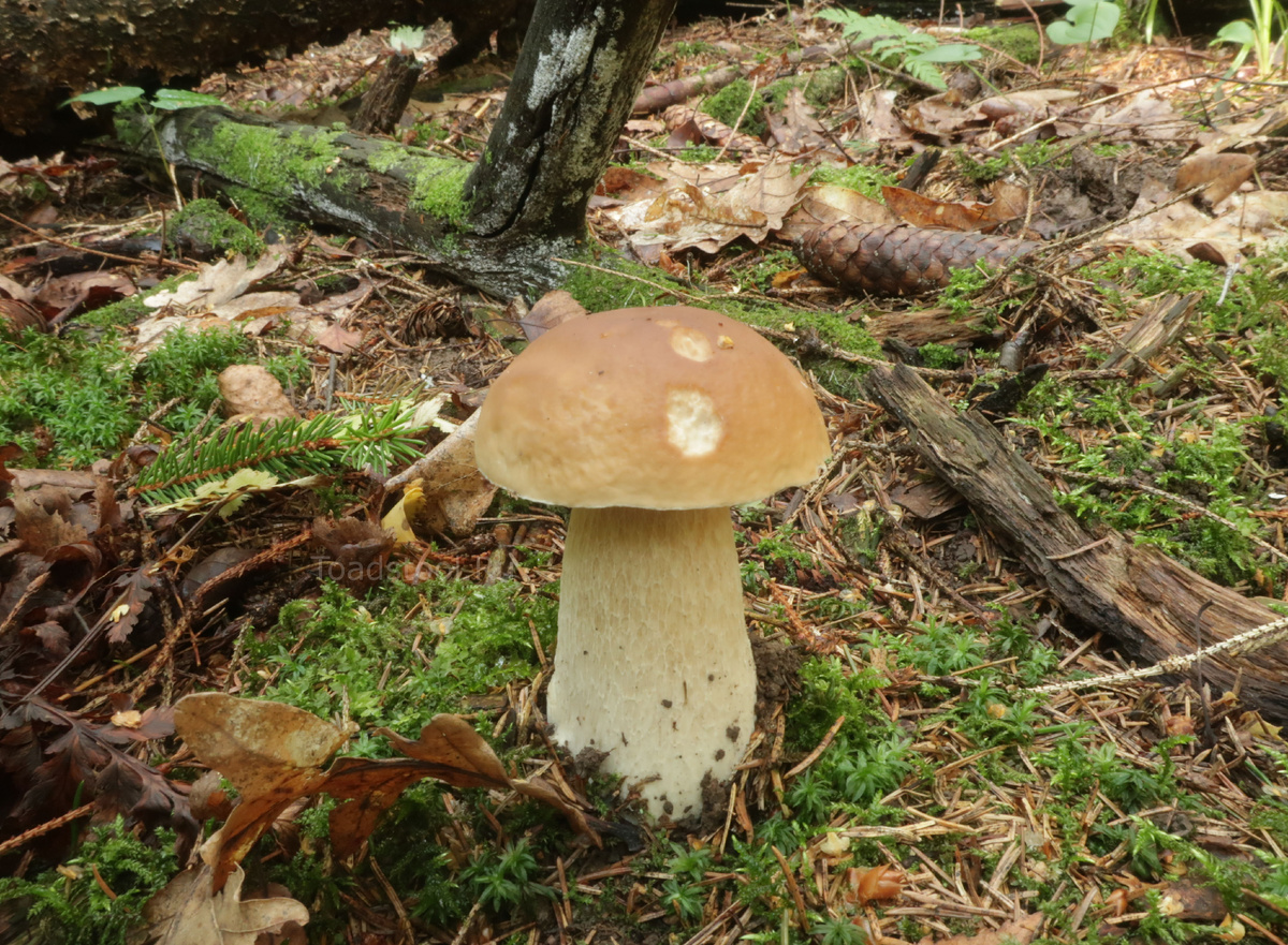 Белый на бездорожье. Сам по себе красивей, но на дороге смотрелся бы ещё интереснее (фото И.Лебединского)