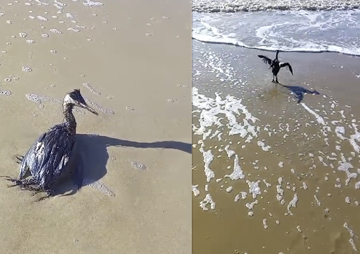 Послествия разлива мазута в Черном море в декабре 2024 г.