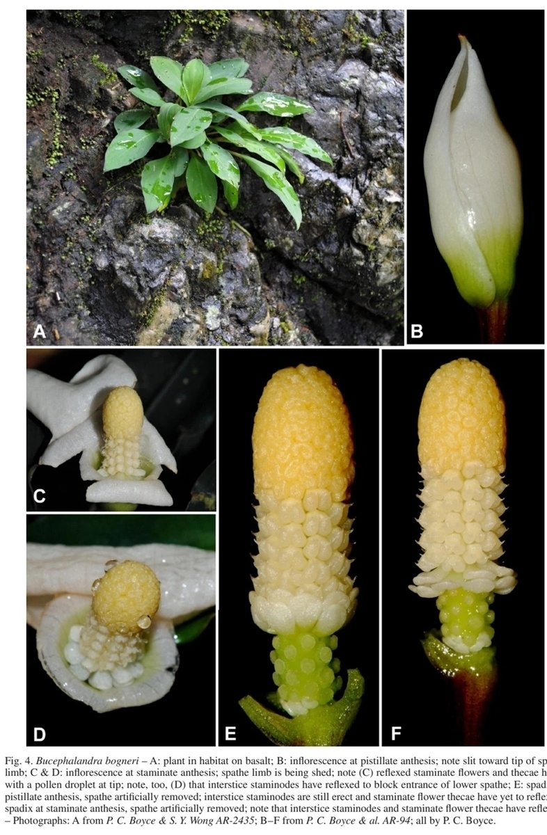 протолог Питера Бойса