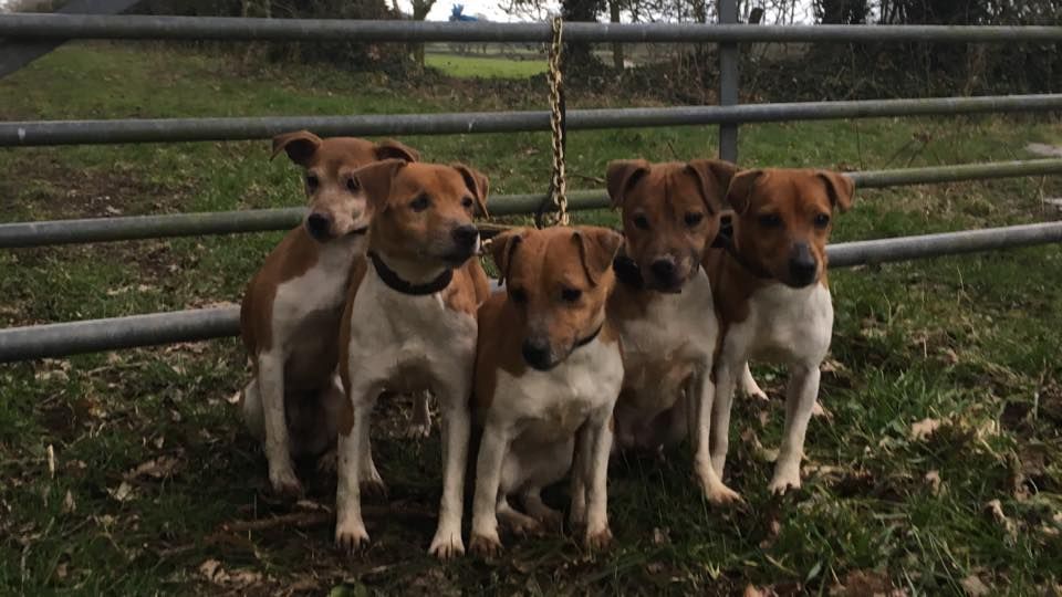 Стая пламмер-терьеров