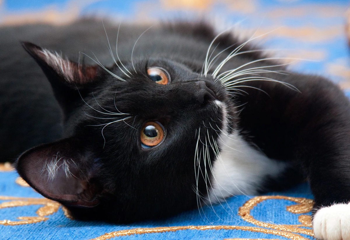 Яндекс картинки, фото отсюда goodfon.ru