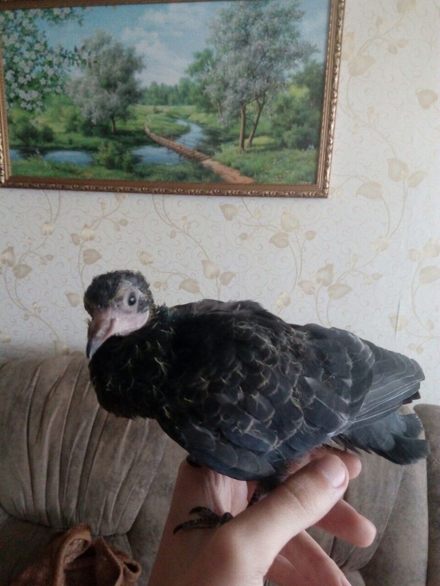 Молодая птичка