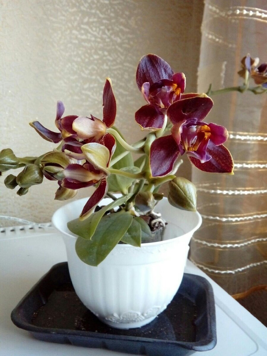фаленопсис Феникс в моей коллекции
