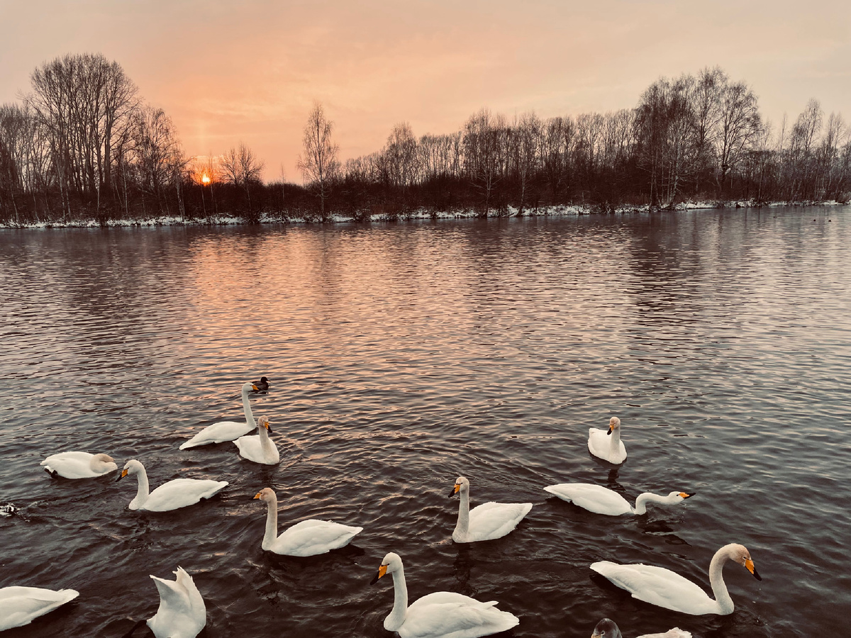 Алтайский край, озеро Светлое, декабрь 2024