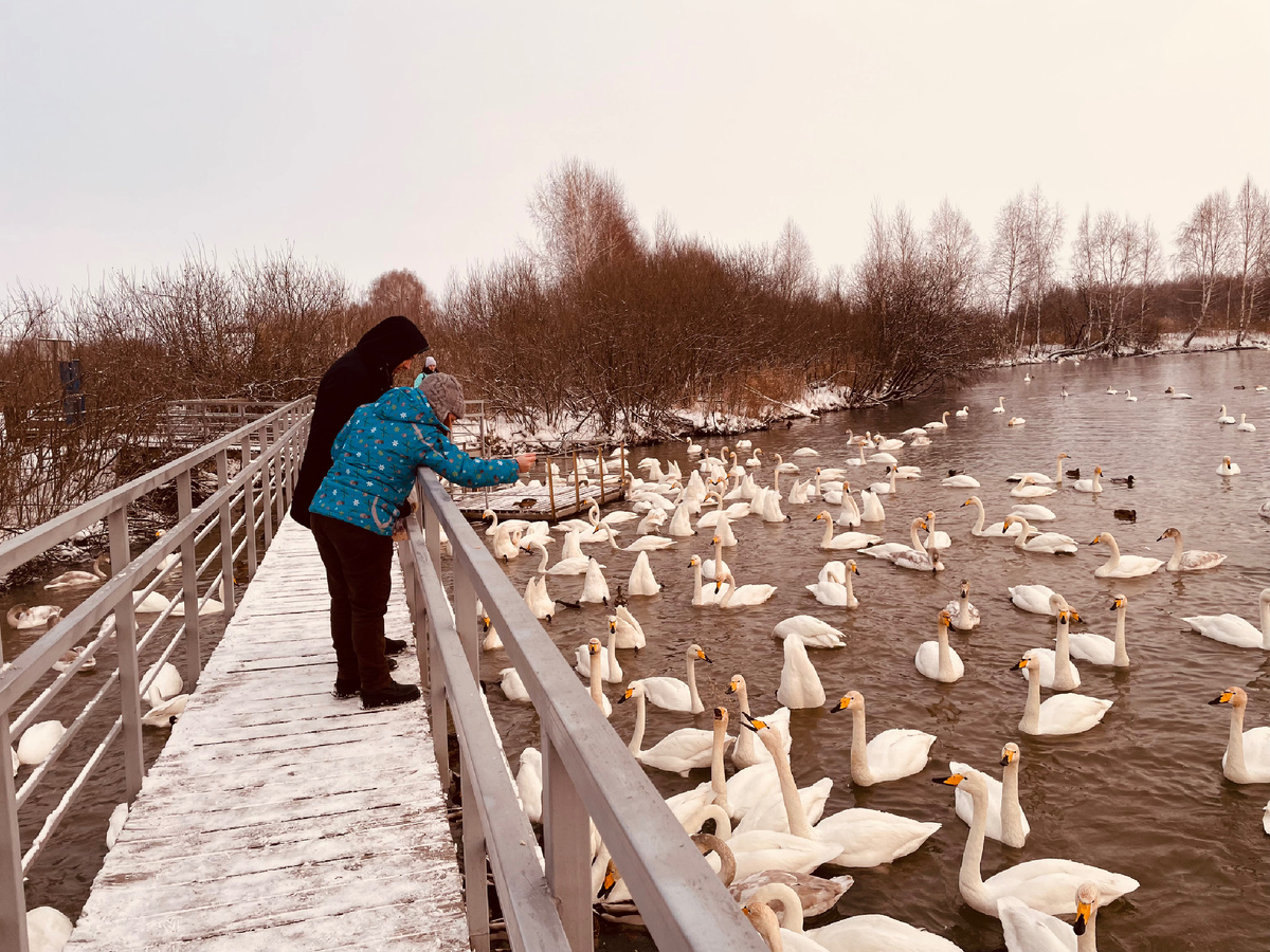 Алтайский край, озеро Светлое, декабрь 2024