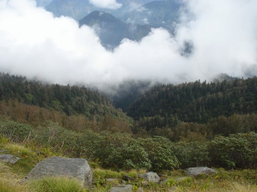 Заповедник Аскот, Западные Гималаи (2017). 