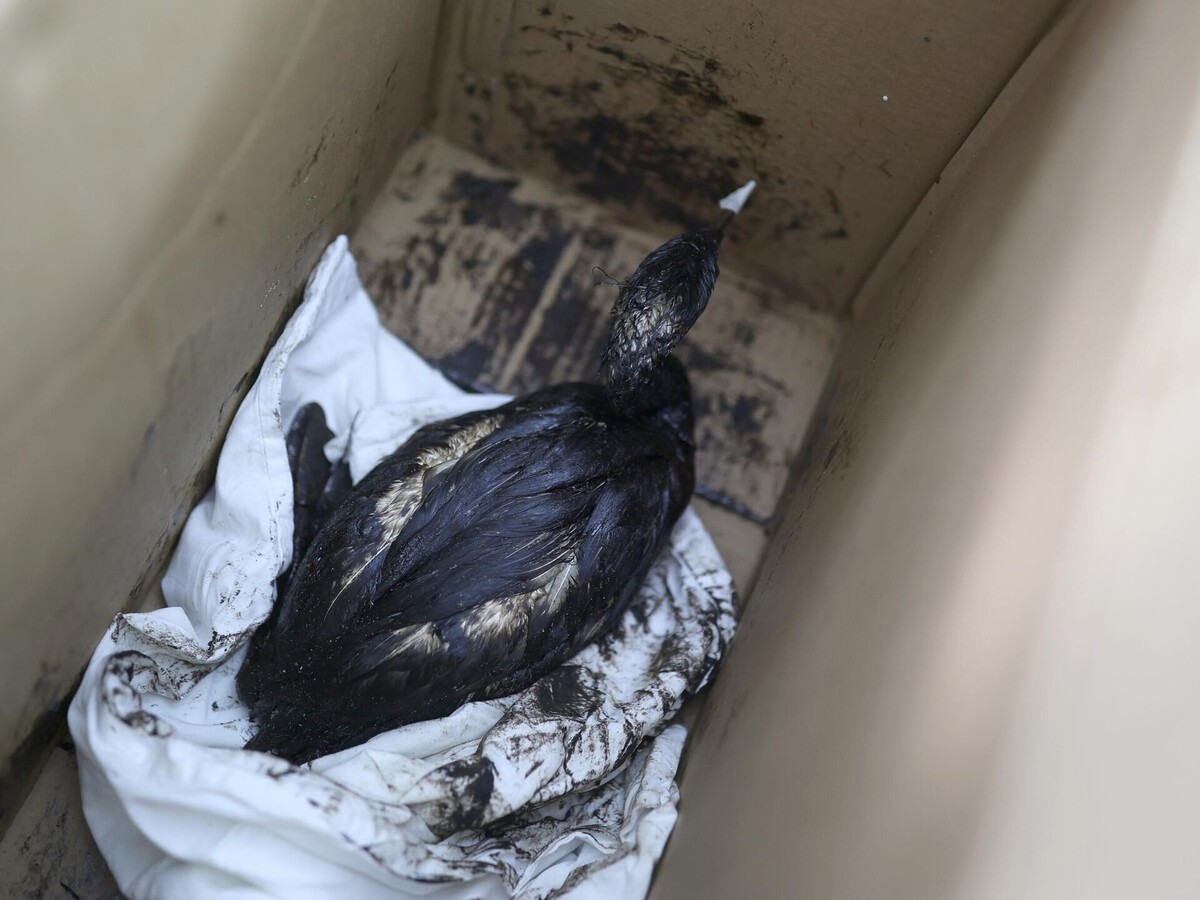 Ни в чём не повинная птица